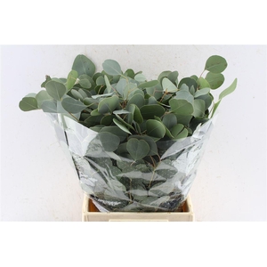 Euca Populus Short 150 Gram Pt