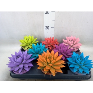 Echeveria  'Miranda'