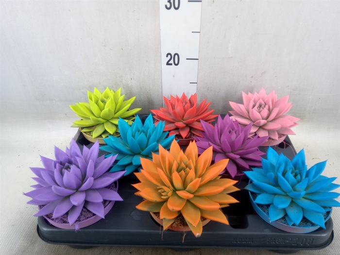 <h4>Echeveria  'Miranda'</h4>