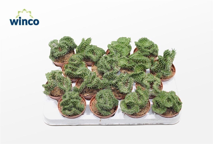 <h4>Opuntia Cylindrica Cristata</h4>