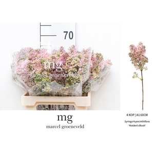 SYR HY MAIDENS BLUSH