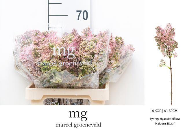 <h4>SYR HY MAIDENS BLUSH</h4>