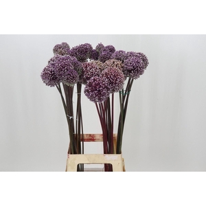 ALLIUM SUMMER DRUMMER ALLIUM SUMMER