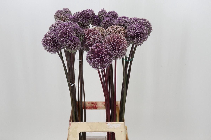 <h4>ALLIUM SUMMER DRUMMER ALLIUM SUMMER</h4>
