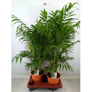 Chamaedorea elegans