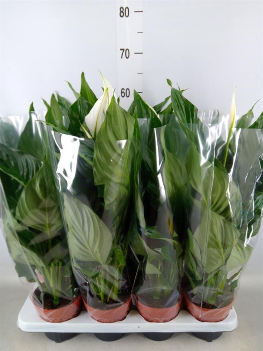 <h4>Spathiphyllum 'Sweet Chico'</h4>