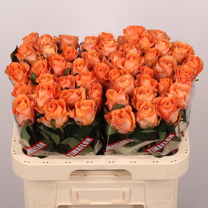 <h4>R GR ON FIRE</h4>