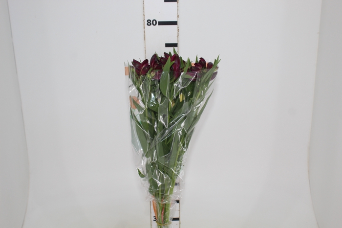 <h4>ALSTROEMERIA POMPEII 080 CM</h4>