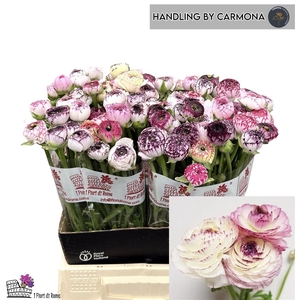 Ran Elegance Cappucino