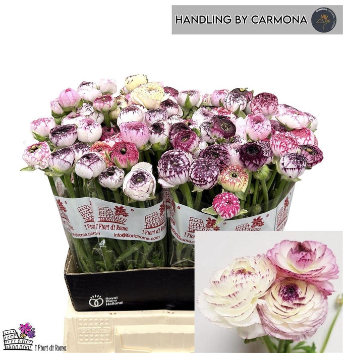 <h4>Ran Elegance Cappucino</h4>