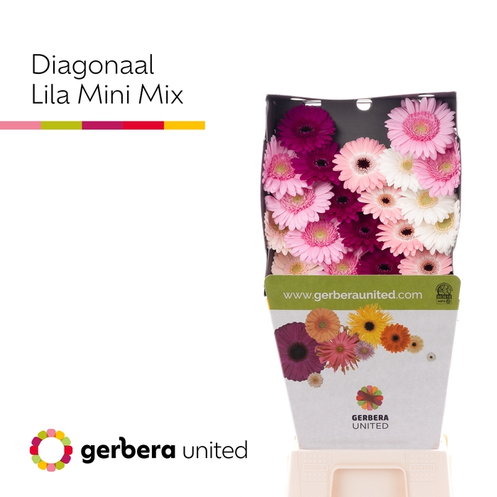 Germini Mix Lila Diamond