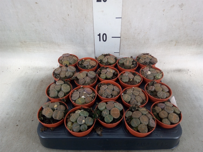 <h4>Lithops spp.</h4>