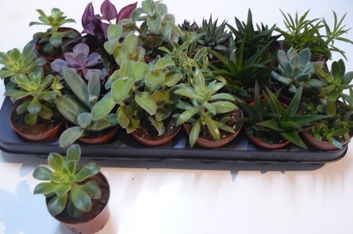 <h4>SUCC GEM 6 SRT</h4>