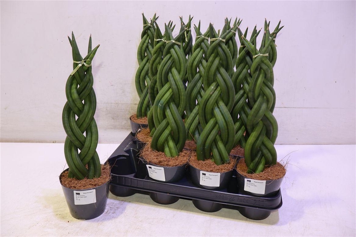 <h4>arr8 Sansev Cylindrica Vlecht</h4>