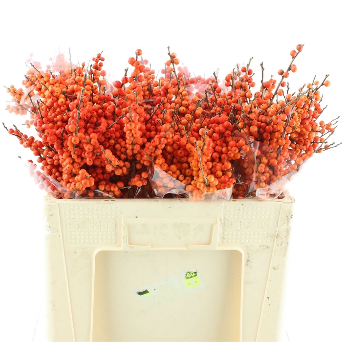<h4>Ilex Ve Orange Glow</h4>