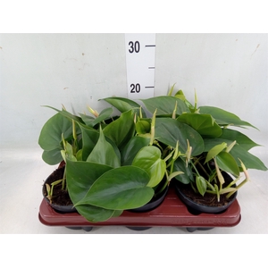 Philodendron scand.