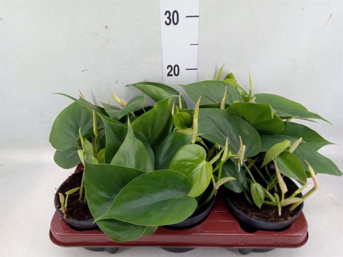 <h4>Philodendron scand.</h4>