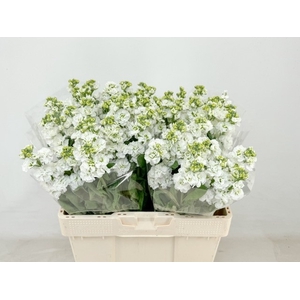 MATTH STOX WHITE