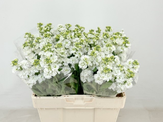 <h4>MATTH STOX WHITE</h4>