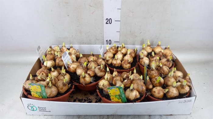 <h4>Narcissus  'Tete a tete'</h4>