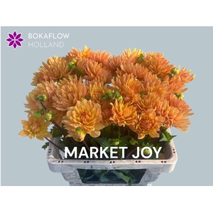 DAHL MARKET JOY