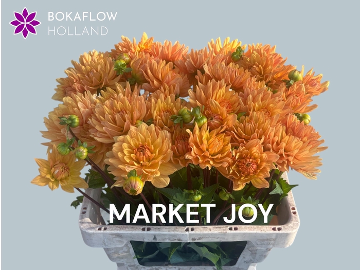 <h4>DAHL MARKET JOY</h4>