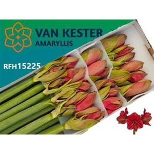 Hipp Ga Hercules X12