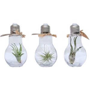 ARR TILLANDSIA