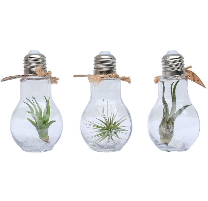 <h4>Tillandsia lamp terrarium small</h4>