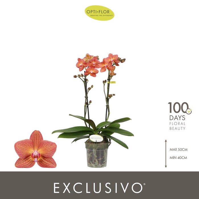 <h4>Exclusivo Eos 2 spike</h4>