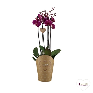 Duetto Starsailor 3-tak