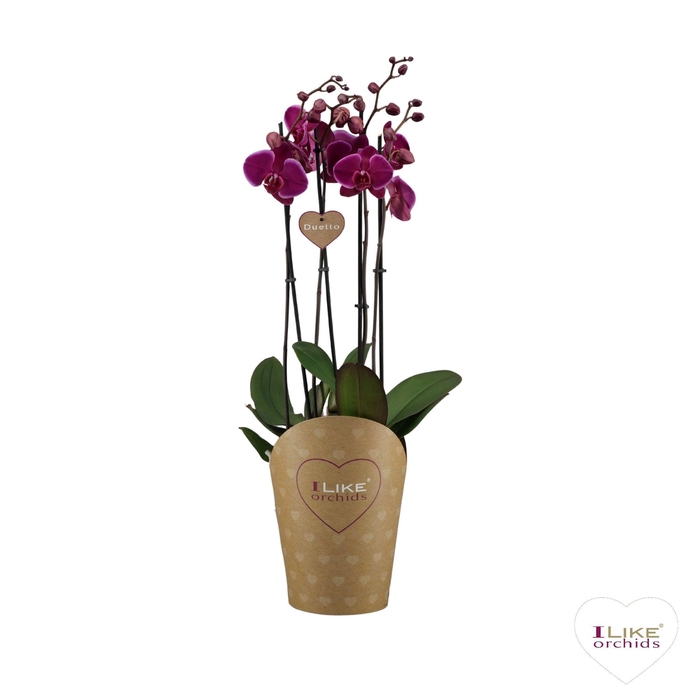 <h4>Duetto Starsailor 3-tak</h4>