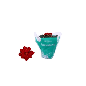 Kalanchoe Rosalina 06cm Don Justino rood