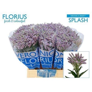 Veronica Smart Splash