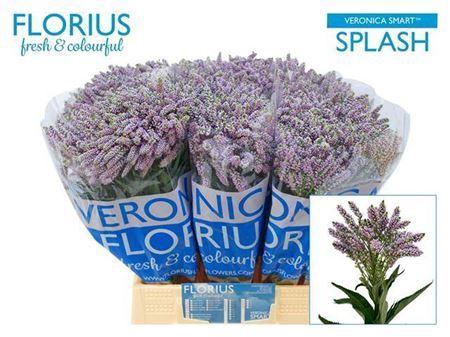 <h4>Veronica Smart Splash</h4>
