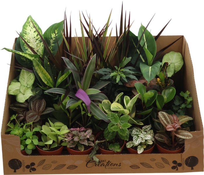 <h4>Ov Kamerplanten Gemengd</h4>