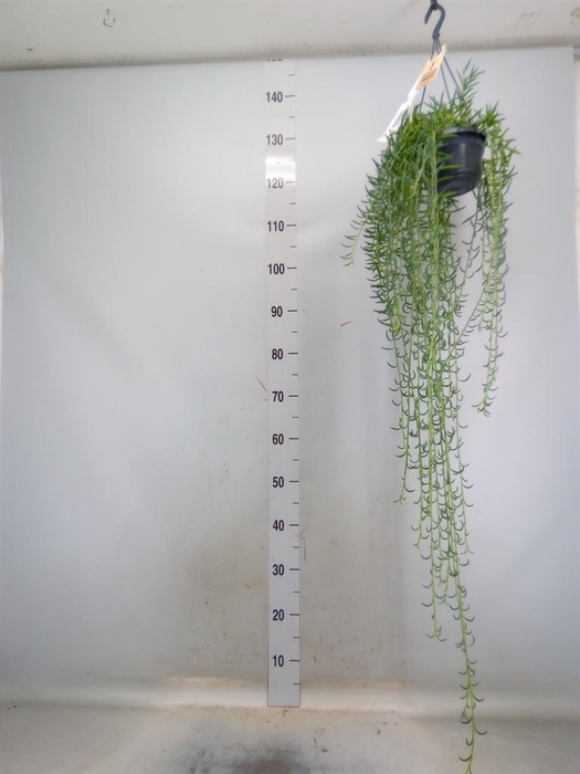 <h4>Senecio   ...</h4>