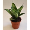 Sansevieria Hahnii 6 cm Silver Hahnii(Decorum)