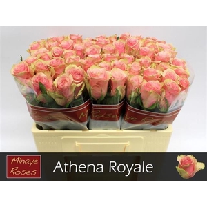 R GR ATHENA ROYALE