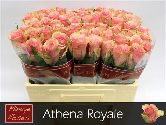 <h4>R GR ATHENA ROYALE</h4>