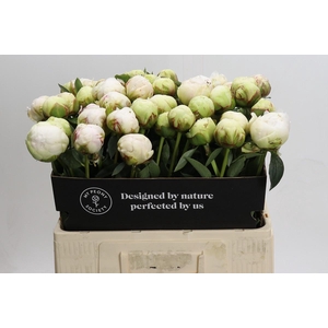 Paeonia Bowl Of Cream