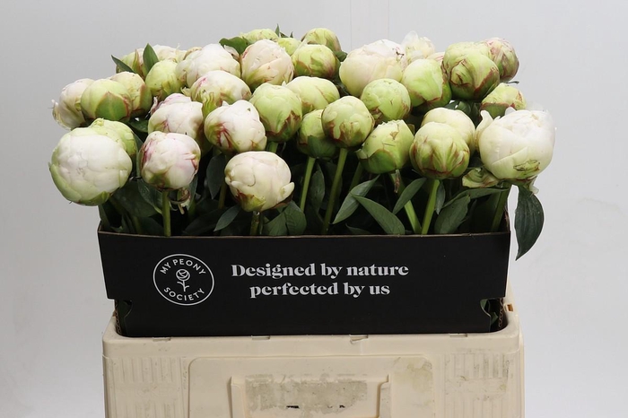 <h4>Paeonia Bowl Of Cream</h4>