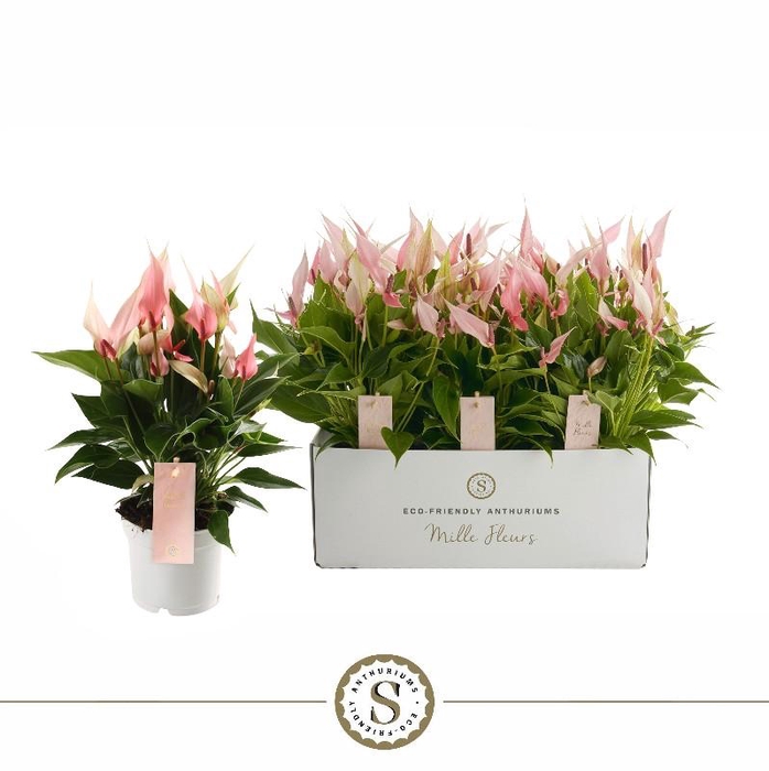 <h4>Anthurium Lilli rose</h4>