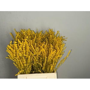 Pf Lavender Bs Yellow