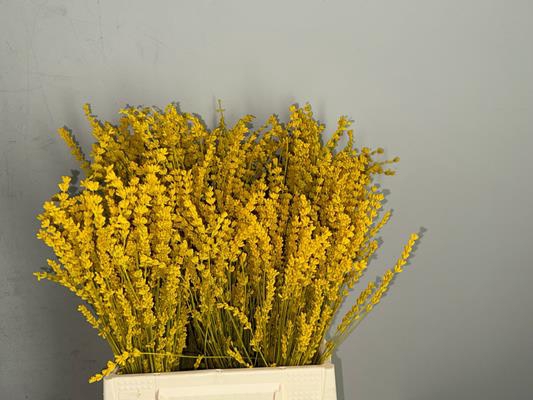 <h4>Pf Lavender Bs Yellow</h4>