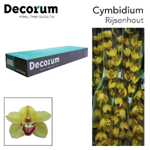 Cymbidium Rijsenhout  Doos