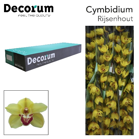 <h4>Cymbidium Rijsenhout  Doos</h4>