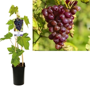 Vitis 'Heike' +light label