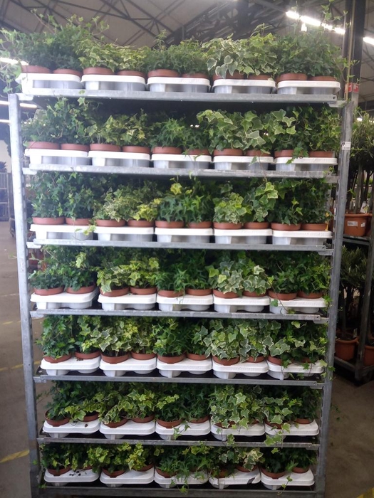 <h4>Hedera   ...mix</h4>