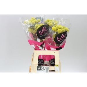 Craspedia Big Yellow